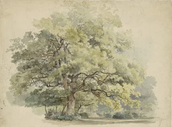 Tree Study