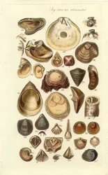 Conchological Manual Plate 11: Oysters and Other Shells