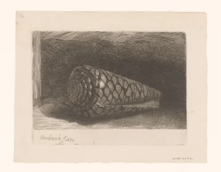 The Shell