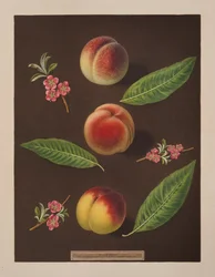 Chancellor, Catherine and the Old Newington Peaches