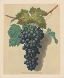 Pomona Britannica: No. 52 - Black Prince Grape, 1809