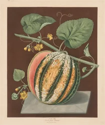 Pomona Britannica: No. 64 - Scarlet Flesh Romana Melon