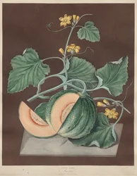 Pomona Britannica: No. 71 - Amicua (Melon)