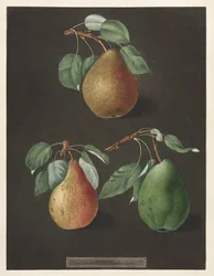 Pomona Britannica: No. 82 - Pears