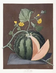 Silver Rock Melon