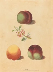 Three Peaches