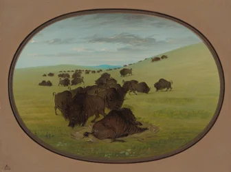 A Buffalo Wallow