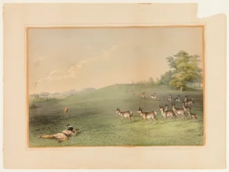 Antelope Shooting--no. 20