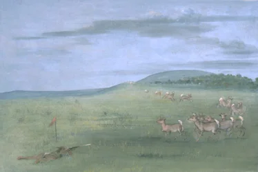 Antelope Shooting, Decoyed Up