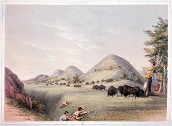 Bison Hunt