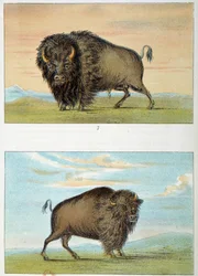 Bison, Male and Female, United States. Illustration by George Catlin