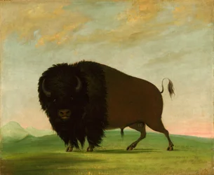 Buffalo Bull, Grazing on the Prairie, 1832-1833