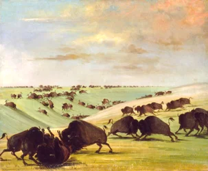 Buffalo Bulls Fighting in Running Season, Upper Missouri