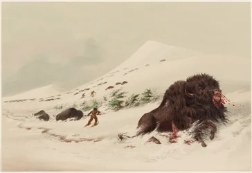 Buffalo Hunt, Dying Buffalo Bull, in Snow Drift