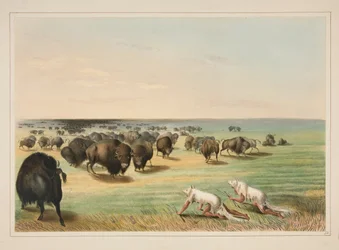 Buffalo Hunt, Under the White Wolf Skin, plate 13 from the North American Indian Portfolio