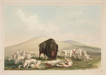Buffalo Hunt, White Wolves Attacking a Buffalo Bull, Plate 10 from the North American Indian Portfolio