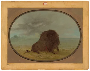 Dying Buffalo Bull