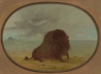 Dying Buffalo Bull