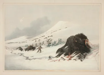 Dying Buffalo Bull, in Snow Drift, plate 17 from the North American Indian Portfolio