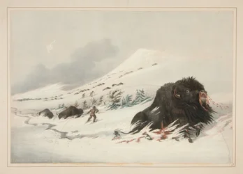 Dying Buffalo Bull, in Snow Drift, pl. 17 from the North American Indian Portfolio