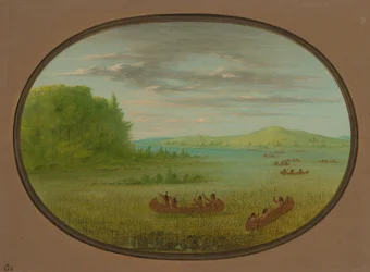 Gathering Wild Rice - Winnebago
