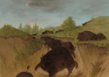 Grizzly Bears Attacking Buffalo, 1861-1869