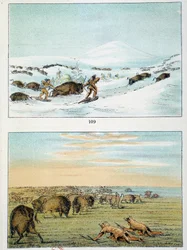 Indians of America. Bison Hunting: Indians wear snowshoes to hunt in winter and cover themselves with wolf skin in summer. Illustration by George Catlin