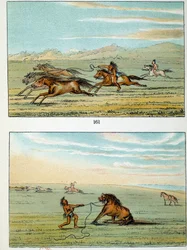 Indians of America: How to Catch Wild Horses. Illustration by George Catlin