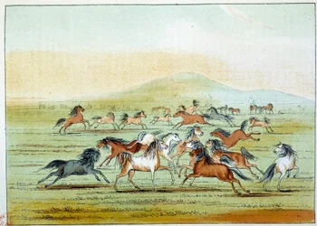 Indians of America: wild horses hunted by Indians. Illustration by George Catlin
