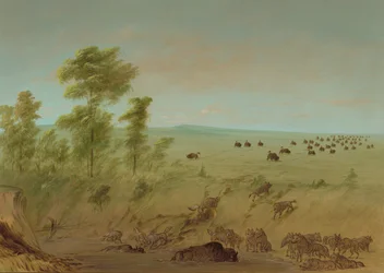 Mired Buffalo and Wolves