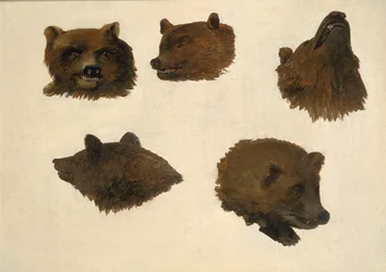 Portraits of Two Grizzly Bears, From Life, 1839-1840