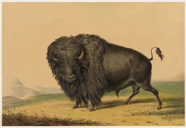 The American Buffalo