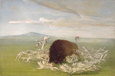 White Wolves Attacking a Buffalo Bull