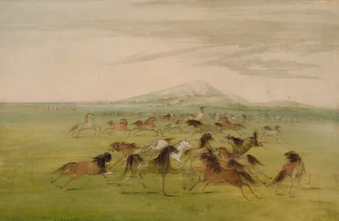 Wild Horses at Play