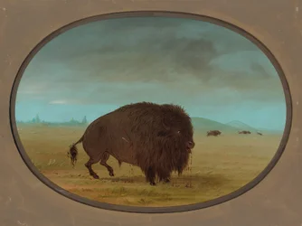 Wounded Buffalo Bull, 1861-1869