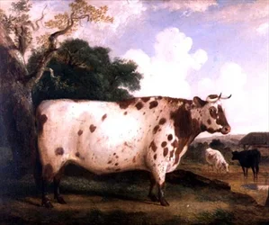 A Shorthorn Bull in a Landscape