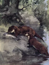 They Left a Bonnie Grilse on the Scarp