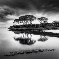 Dramatic Pine Reflections