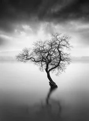 Lone Tree Reflection