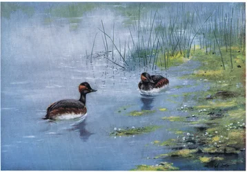 Black-necked Grebe