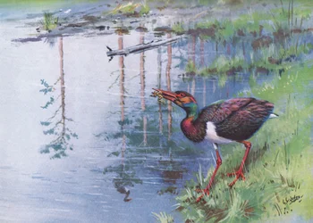 Black Stork