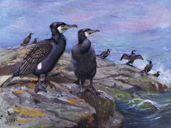Cormorant