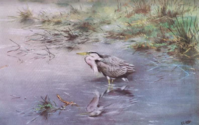 Grey Heron