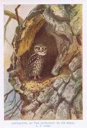 Little Owl at Nest Hole, Illustration from 