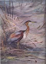 Purple Heron