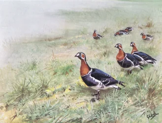 Red Breasted Geese