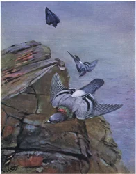 Rock Dove