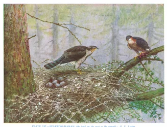 Sparrow Hawk, illustration from 