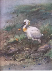 Spoonbill