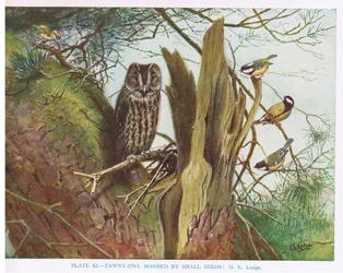 Tawny Owl mobbed by small birds, illustration from 